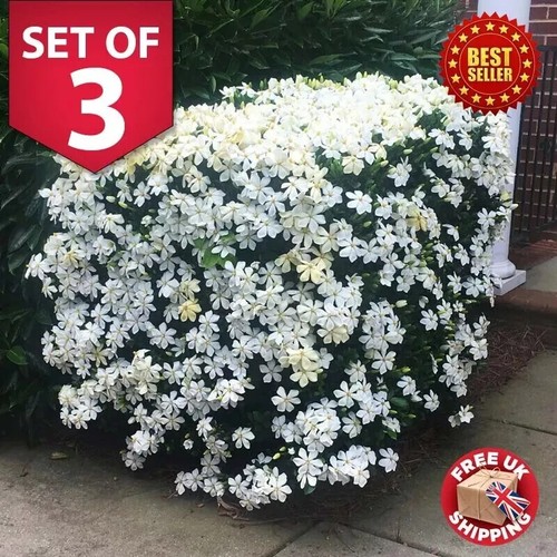 Gardenia jasminoides - 3,