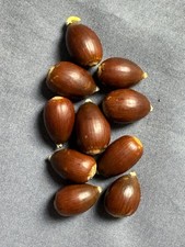 10 Quality Acorns Grow Your
