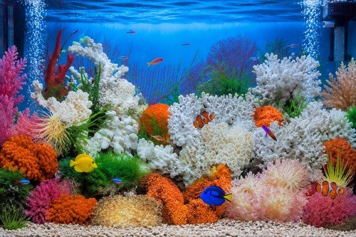 Fish tank background backing - tank,