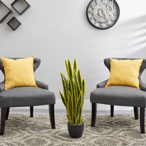 Sansevieria snake - 2.5’,