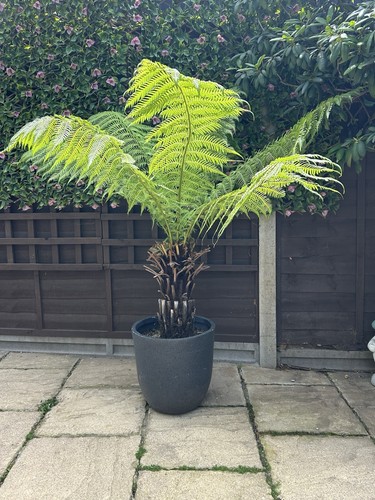 Dicksonia antartica tree - dicksonia,
