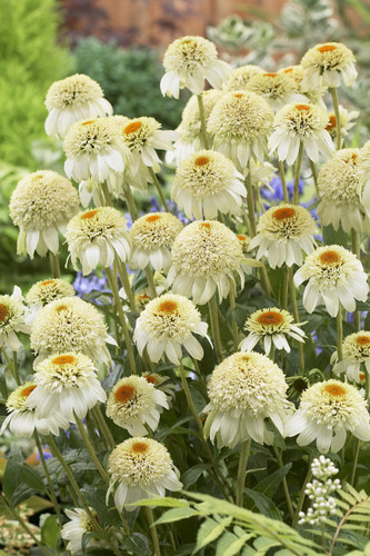 Echinacea purpurea milk - purpurea, 'milk