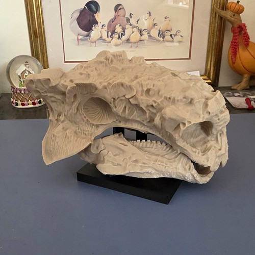 Ankylosaurus skull - skull, –
