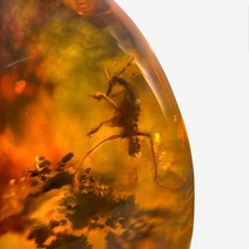 UNKNOWN BUG predatory in Burmese / Burmite amber fossil / 100% genuine amber 