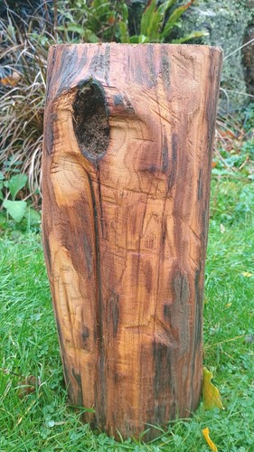 Tree stump trunk table log