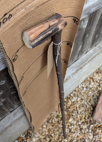 Blackthorn walking stick shank - stick,