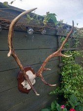 Taxidermy  Red Deer Antlers  Mount On  Oak Shield 