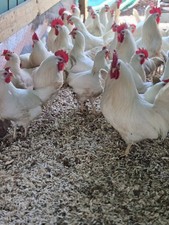 6 Purebred White Leghorn