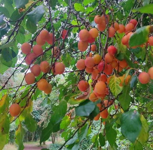 Prunus brigantina seeds - brigantina,