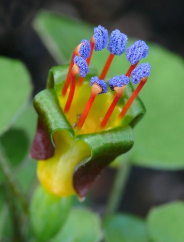 Fuchsia procumbens creeping - fuchsia, procumbens/creeping