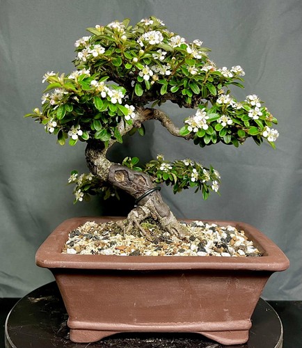 Cotoneaster bonsai tree 15 - bonsai,