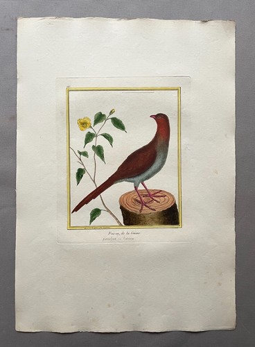 Pheasant guyana engraving - pheasant, of