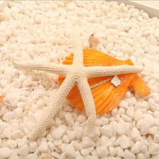 Natural 5-12cm/10-12cm White Finger Starfish Window Starfish Decor