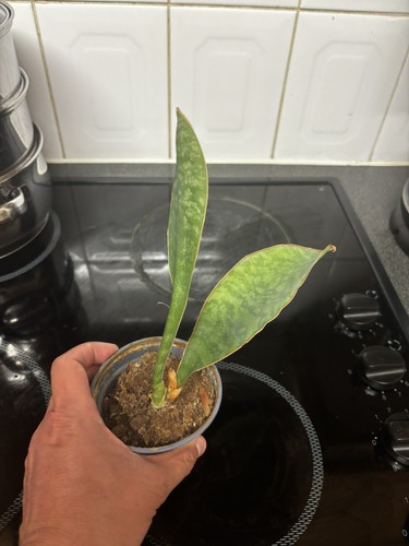 Sansevieria masoniana victoria - masoniana,