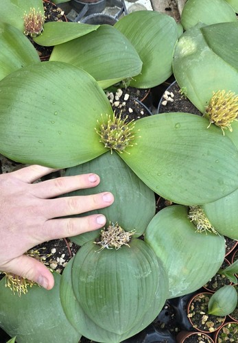 Massonia depressa giant form - "giant, form"