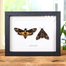 Deaths Head Hawk Moth Pair In