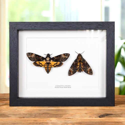 Deaths head hawk - moth, pair