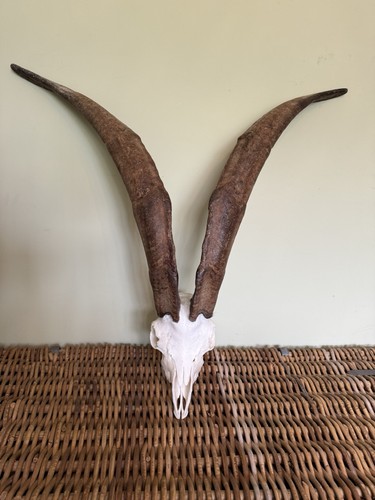 Feral wild goat - skull, with