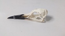Real British Gull Skull