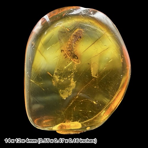 Baltic amber fossil cleridae - baltic,