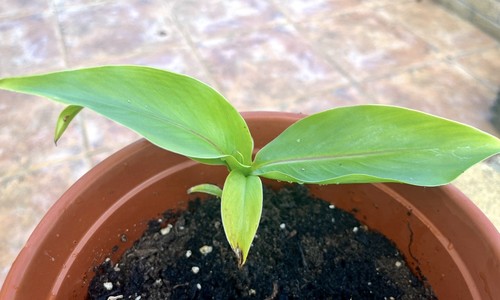 Musa basjoo japanese banana - musa,