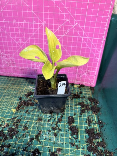 Hosta perennial plant - hosta,