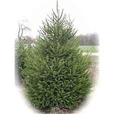 FIR TREES GROW YOUR OWN FROM OUR MANY DIFFERENT VARIETIES OF FRESH SEEDS.