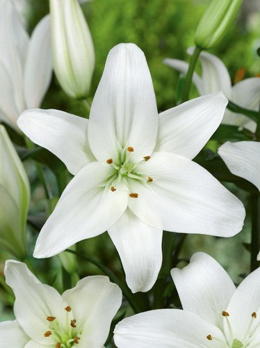 Lilles asiatic white bulbs - asiatic,