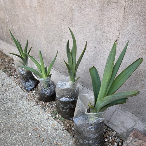 Yucca live rooted seedling - rooted,