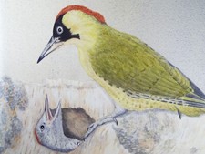 Original watercolour, 'Green