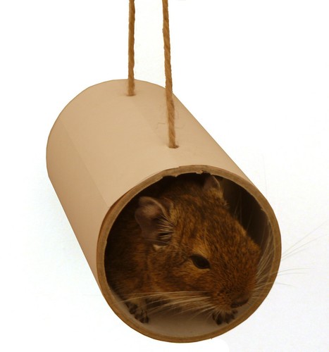 Totally degu chewchewb hanging - degu,