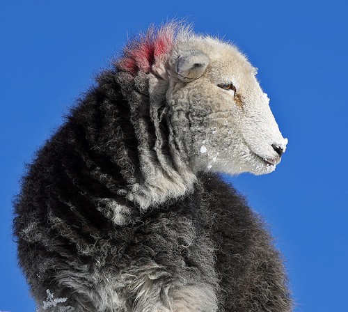 Photo 6x4 herdwick - photo, a