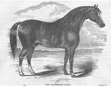 CLYDESDALE HORSE - Antique