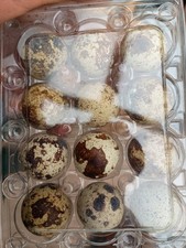 Quail Eggs 1 Dozen cortunix