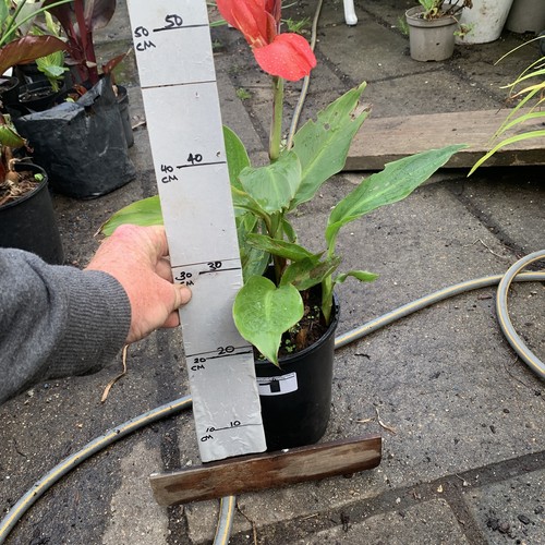 Canna pink good size in - pink, 3ltr