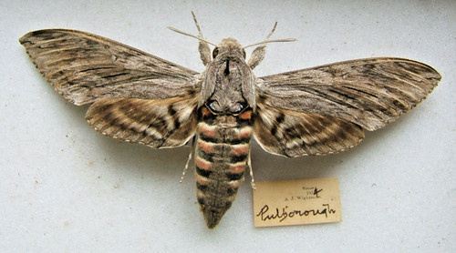 Rare migrant convolvulus - rare,