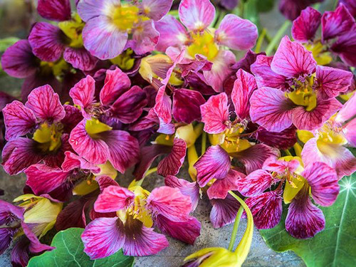 Flower nasturtium purple - flower,