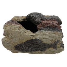 Betta Fossil Rock Large
