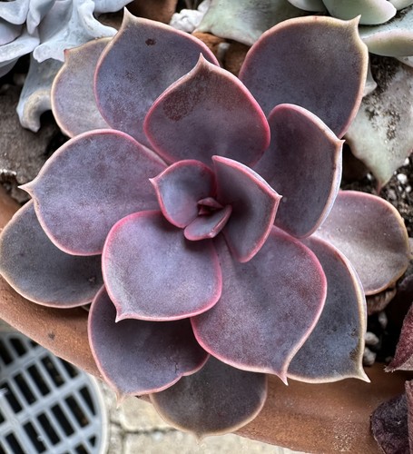 Echeveria purple pearl cm - purple,