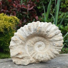 Large Fossil Ammonite