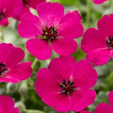 Geranium  'Jolly Jewel Red'
