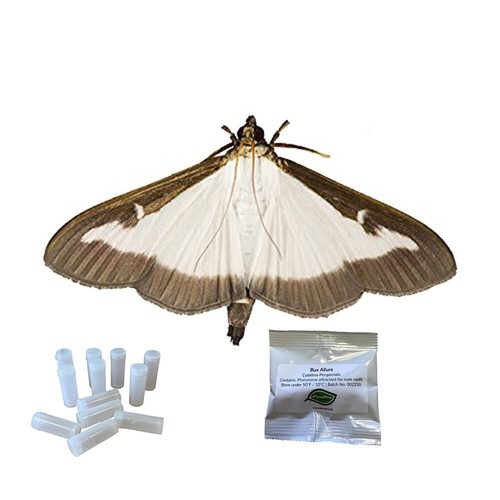 Box tree pheromone - tree, 4