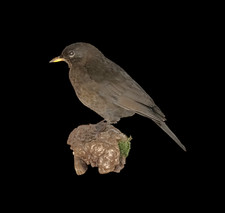 Taxidermy Female Blackbird