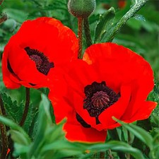 Papaver Beauty of Livermere