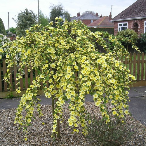 Canary bird potted weeping - canary,