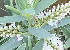 Hebe blue star  Evergreen