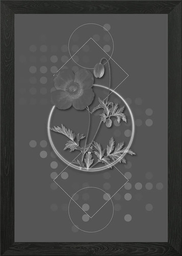 Grey geometric welsh poppy - geometric,