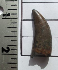 Nanotyrannus T. rex Tooth 1.25 inches - Hell Creek Formation Montana