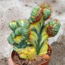 12CM Succulent Cactus Plant