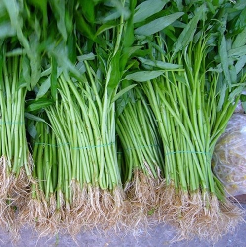 Water spinach seeds - water,